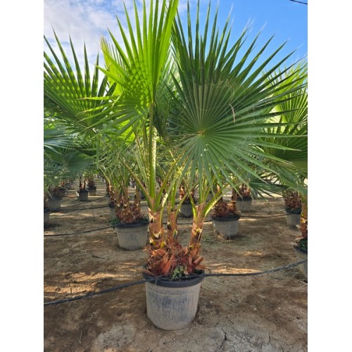 Washingtonia Robusta Multi Tronco 55 lt -5º/-8º